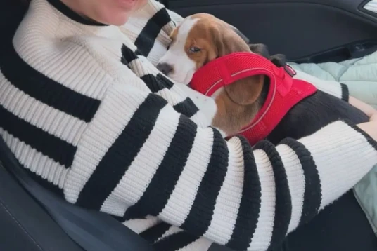 {{brizy_dc_image_alt imageSrc=