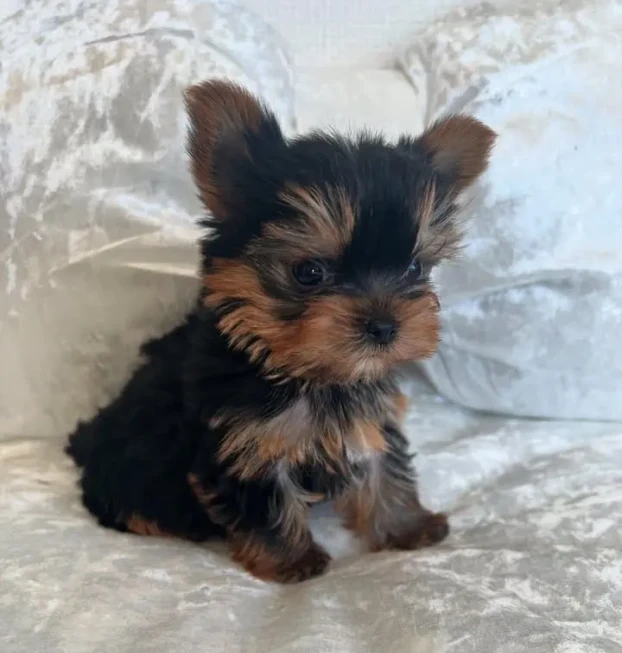 {{brizy_dc_image_alt entityId=