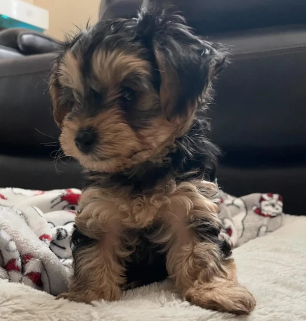 {{brizy_dc_image_alt entityId=