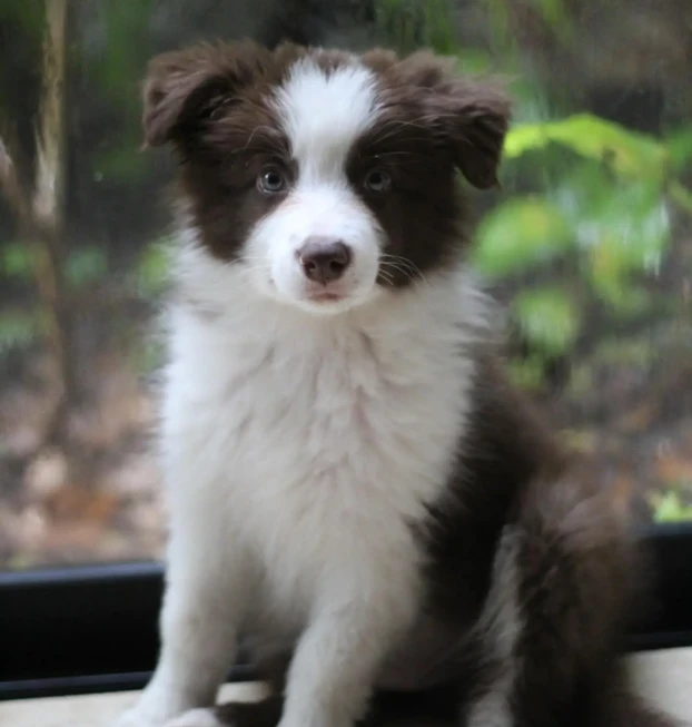 {{brizy_dc_image_alt entityId=