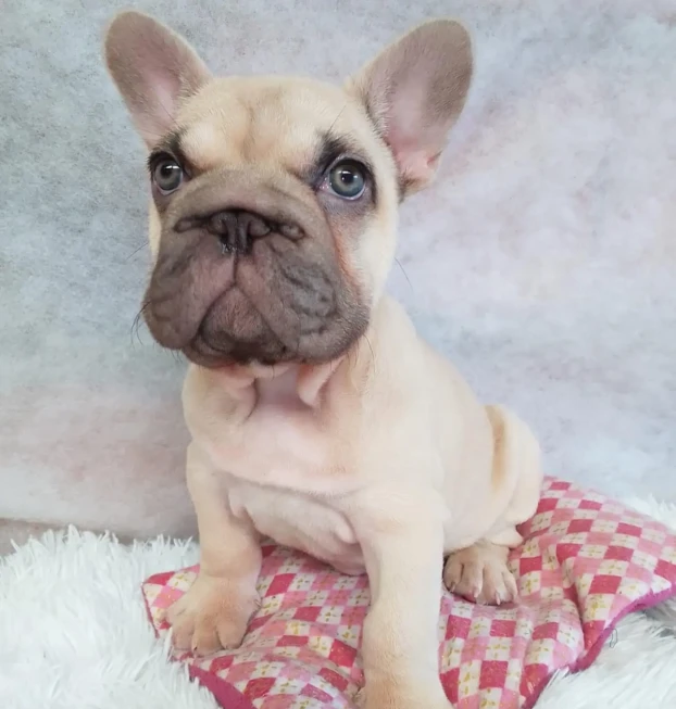 {{brizy_dc_image_alt entityId=