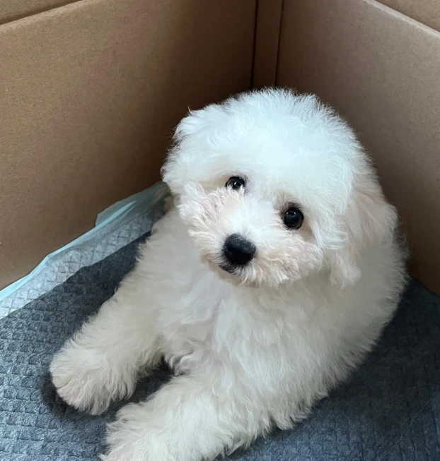 {{brizy_dc_image_alt entityId=