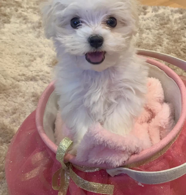 {{brizy_dc_image_alt entityId=