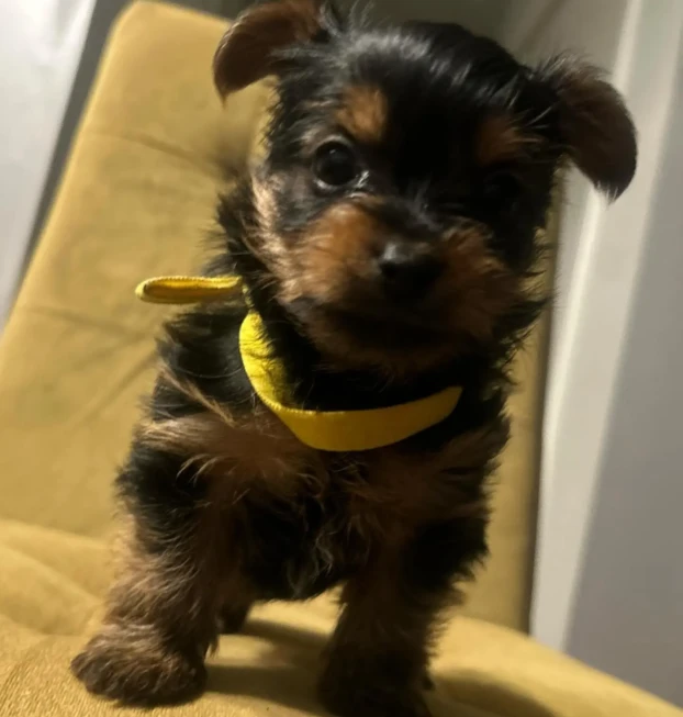 {{brizy_dc_image_alt entityId=