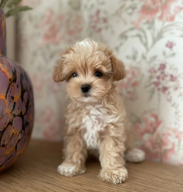 {{brizy_dc_image_alt entityId=