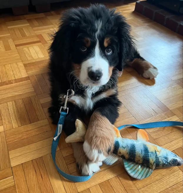 {{brizy_dc_image_alt entityId=