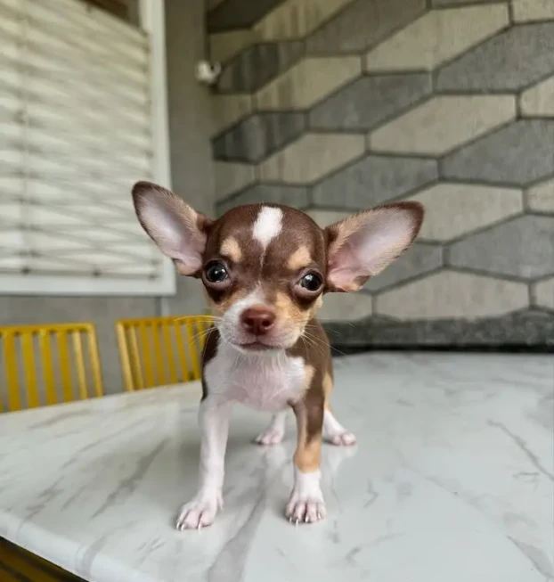 {{brizy_dc_image_alt entityId=