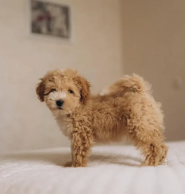 {{brizy_dc_image_alt entityId=