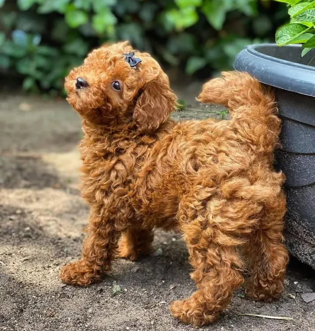 {{brizy_dc_image_alt entityId=