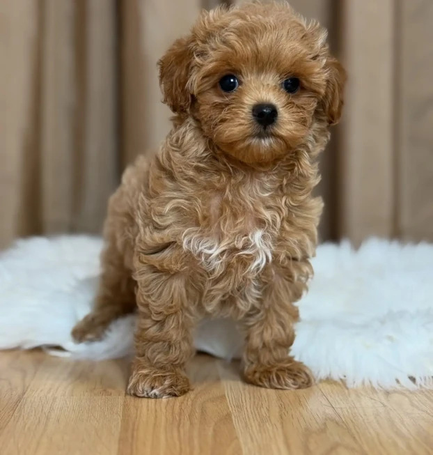 {{brizy_dc_image_alt entityId=