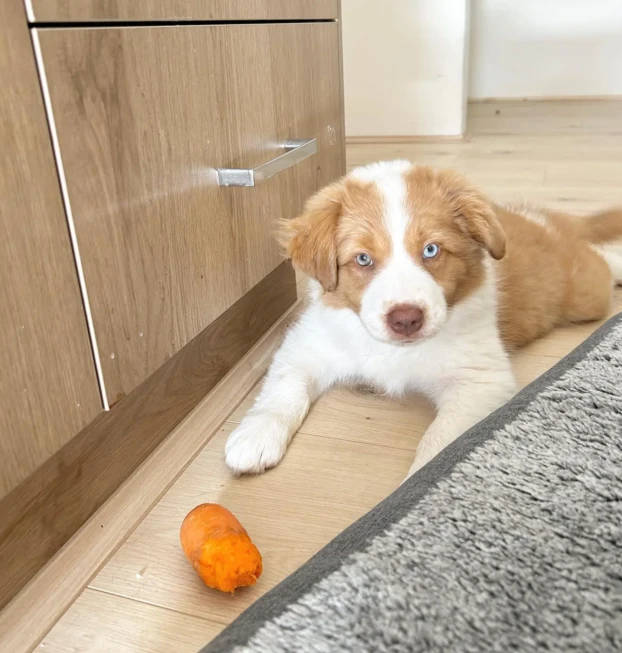 {{brizy_dc_image_alt entityId=