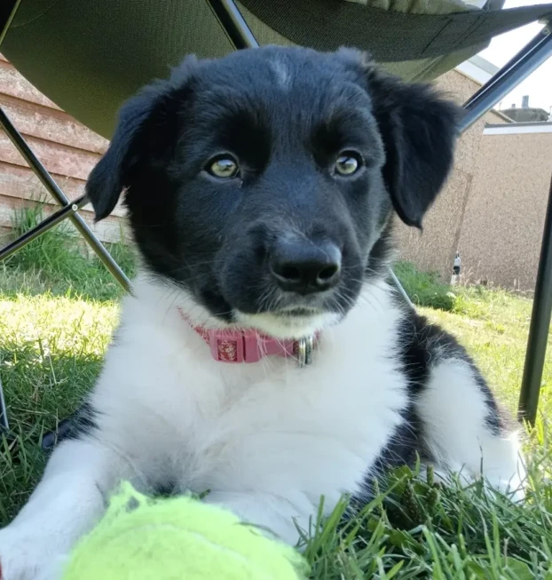 {{brizy_dc_image_alt entityId=