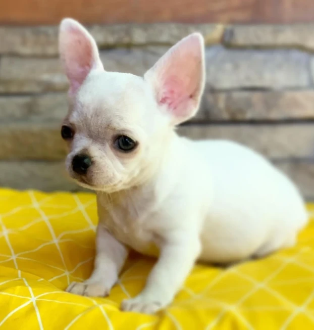 {{brizy_dc_image_alt entityId=