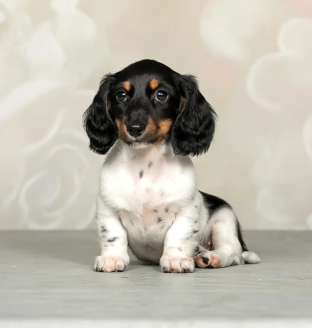 {{brizy_dc_image_alt entityId=