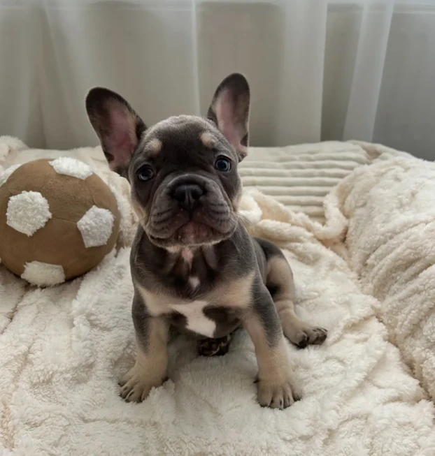 {{brizy_dc_image_alt entityId=