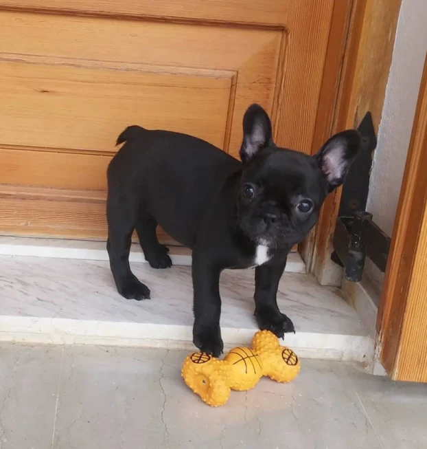 {{brizy_dc_image_alt entityId=