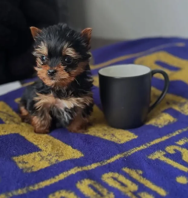 {{brizy_dc_image_alt entityId=