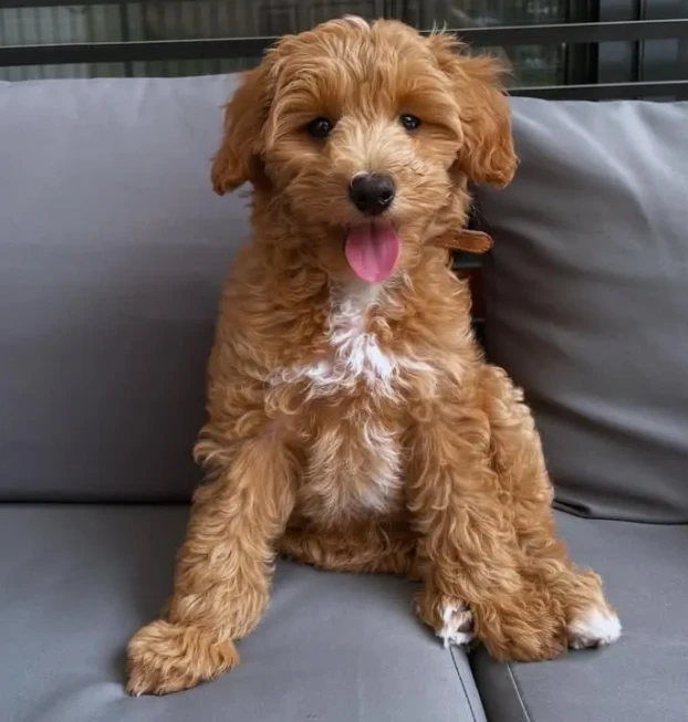 {{brizy_dc_image_alt entityId=