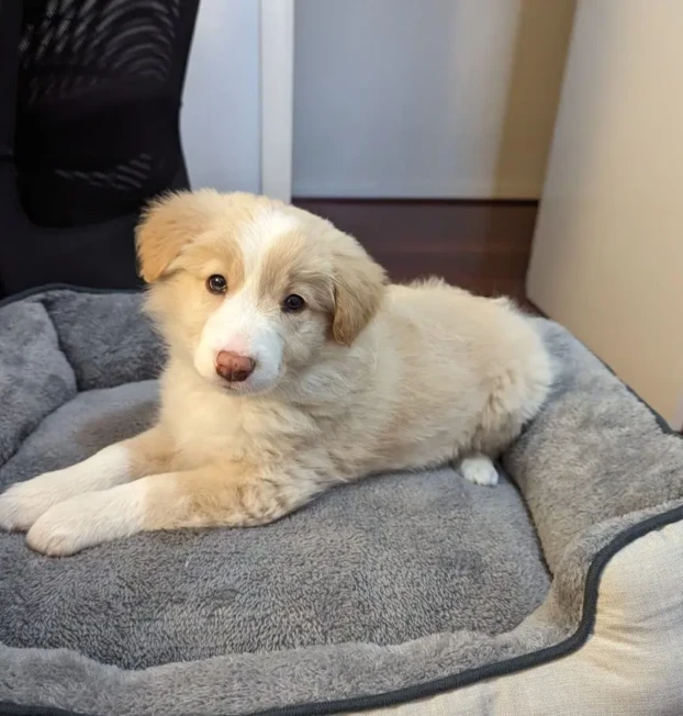 {{brizy_dc_image_alt entityId=