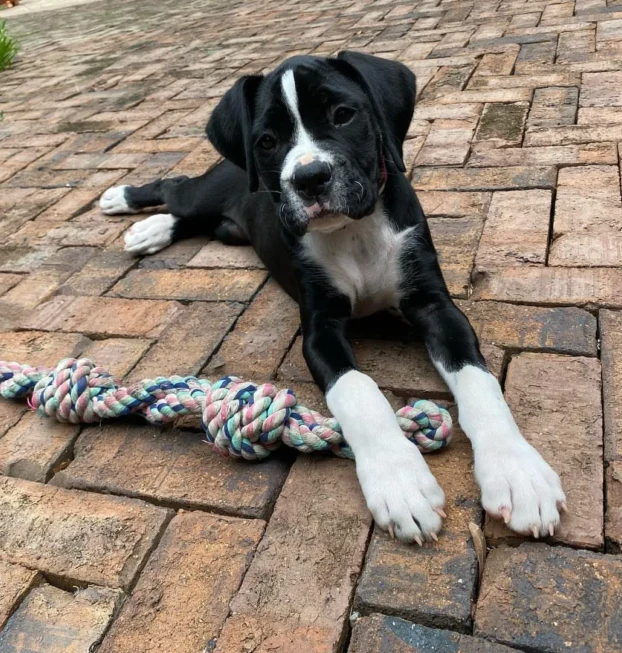 {{brizy_dc_image_alt entityId=