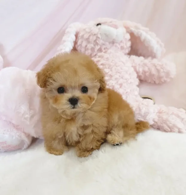 {{brizy_dc_image_alt entityId=