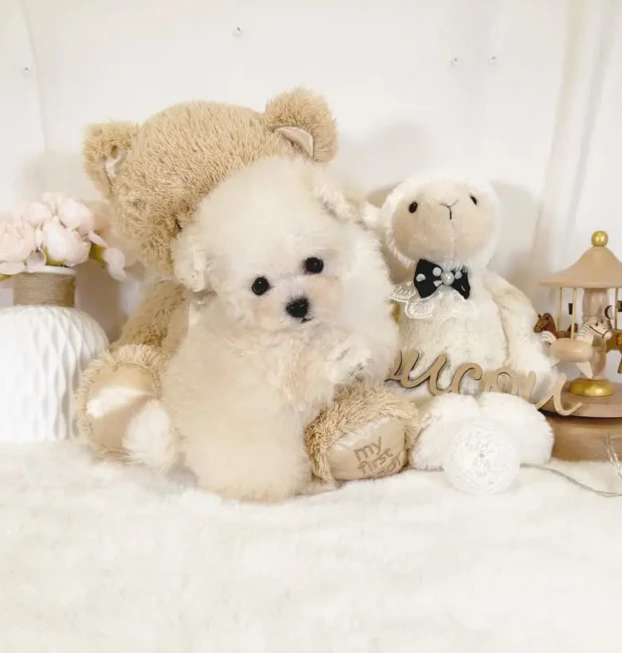 {{brizy_dc_image_alt entityId=