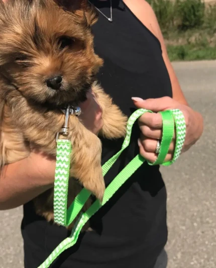 {{brizy_dc_image_alt imageSrc=